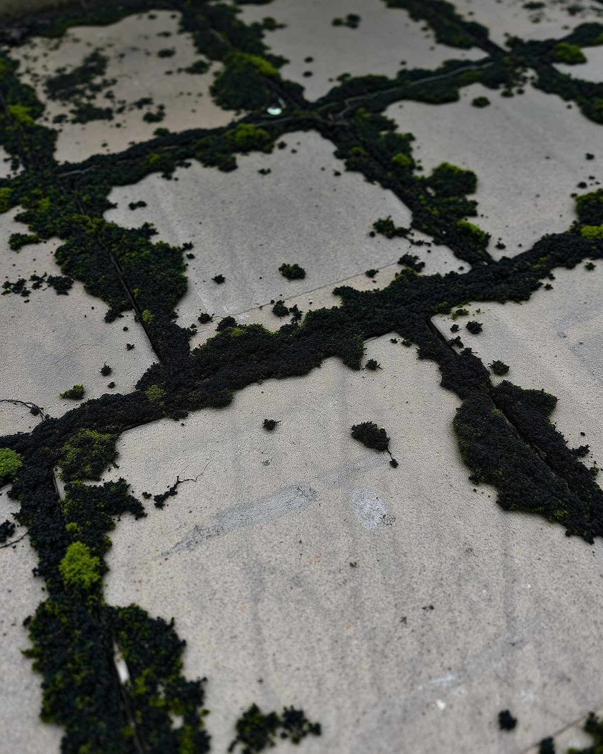 Neglected stone pavers overtaken by black mould and green algae